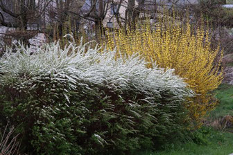 Photo décorative haie décorative